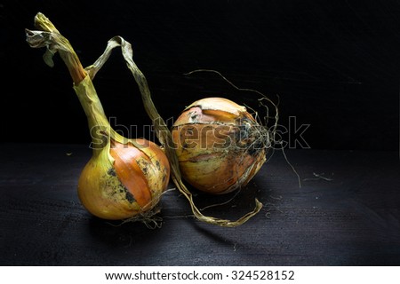 onions from the organic vegetable garden on dark wood, food still life with copy space
