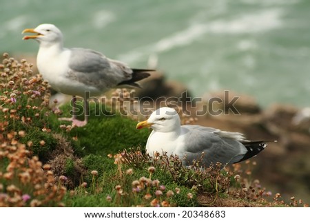 two seagulls on a cliff with moss and vegetation
