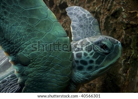 Closeup of a green sea turtle