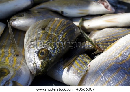 Closeup On A Mediterranean Bogue Fish (Boops Boops) Ready For Sale At ...