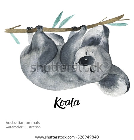 Australian animals watercolor illustration hand drawn wildlife isolated on a white background.
 Koala. Australia Day