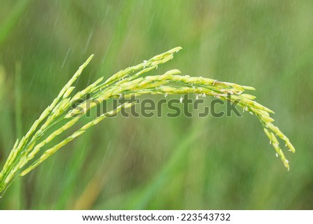 Rice field and falling rain