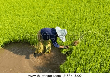 Similar – Foto Bild Ein vietnamesischer Reisbauer auf einem grünen Reisfeld bei der Arbeit