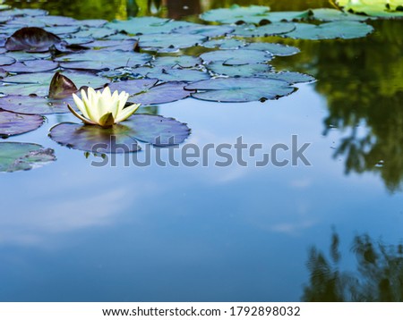 Still blue water and white water lily in the pond Stockfoto © 