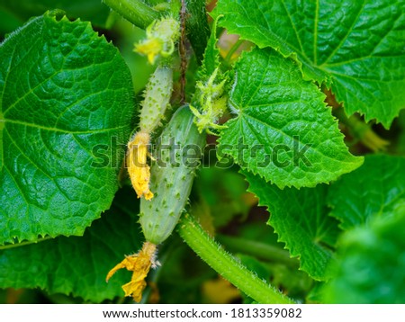 Two young cucumbers (cornichon) on a green bush with yellow inflorescences Photo stock © 