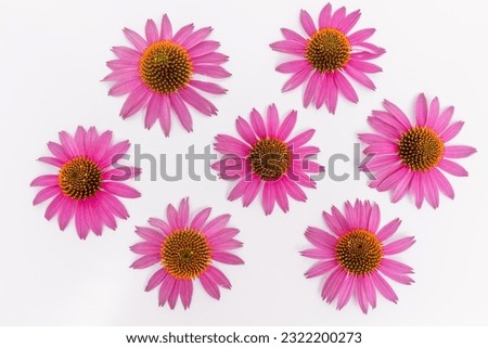 Similar – Image, Stock Photo White inflorescences of Echinacea purpurea