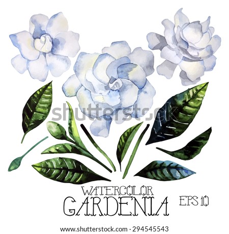Watercolor gardenia set. Vector design elements isolated on white background
