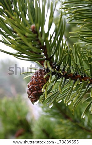 water drops on pine needles and conifer-cone