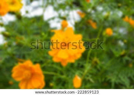 Close up C.sulphureus Cav. or Sulfur Cosmos or Yellow Cosmos flower with bee hin the garden