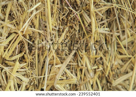 Rice straw background  in farm Thailand.and Bales of rice straw in countryside at harvest time .