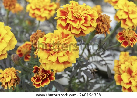 close up french marigold flower on field of flowers