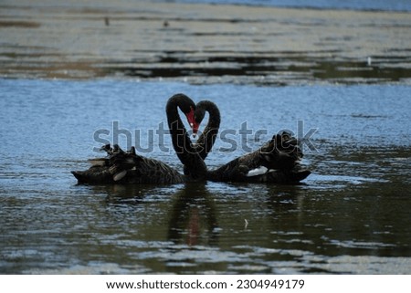 Similar – Image, Stock Photo Two swans on the Tiefen See swim to dinner together