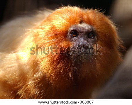 Beautiful little Golden Lion Tamarin an Endangered species. Today more of these little guys survive in zoos then in the Wild