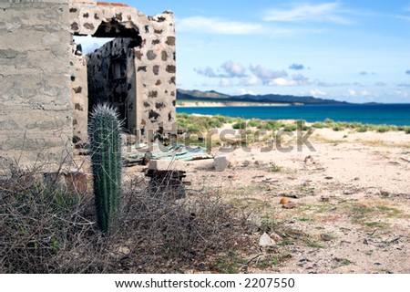 Cactus growing in the sands of an abandoned homestead on the beach a remote island in the Sea of Cortez.
