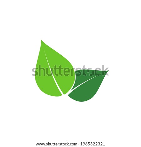 
Two green leaves on white background, green leaf design for logo and symbol nature style, Two green leaves modern abstractive icon used in branding design