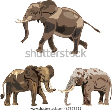 The World'S Three Kinds Of Elephants: The African Savannah Elephant ...