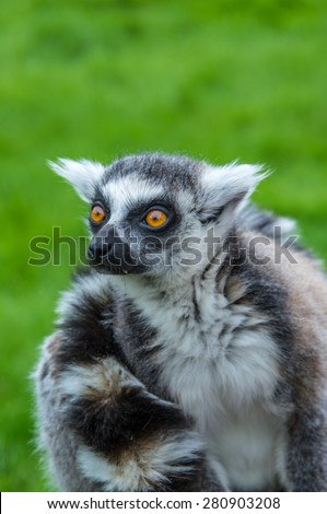 Wide eyed staring lemur at Banham Zoo