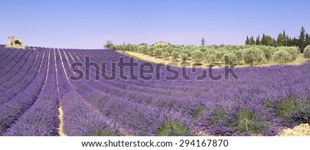 France, landscape of Provence: lavender fields and olive trees