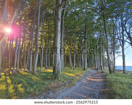 Similar – Foto Bild Gespensterwald in Nienhagen im Frühling mit Blick in die Baumkronen III