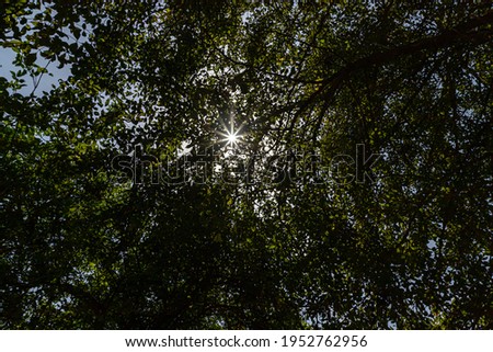Similar – Image, Stock Photo Bang effect Garden
