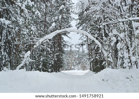 Image result for snowy tree arch