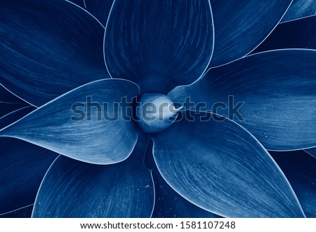 Similar – Image, Stock Photo green-blue Nature Plant