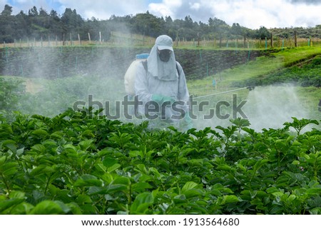Farmer applying insecticide products on potato crop, Abundant green foliage, healthy leaves in potato crop, man with personal protective equipment for pesticide application, PPE agro Stock foto © 