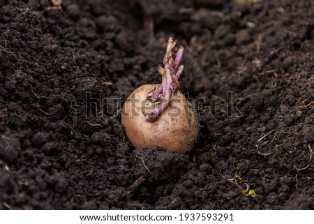 Seed potatoes on the ground,  potatoes ready to be fertilized and protected with agricultural protection products, insecticides and pesticides on potato seeds