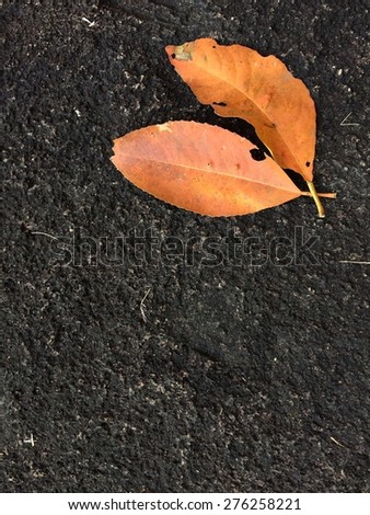 fallen leaf on black ground