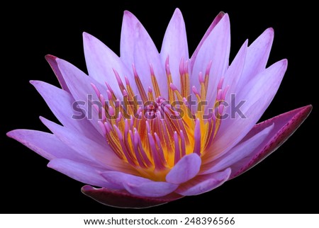 Purple lotus on black background.