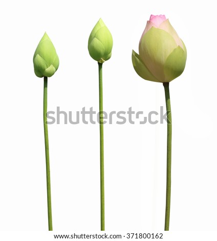 lotus flower buds isolated on white background ストックフォト © 