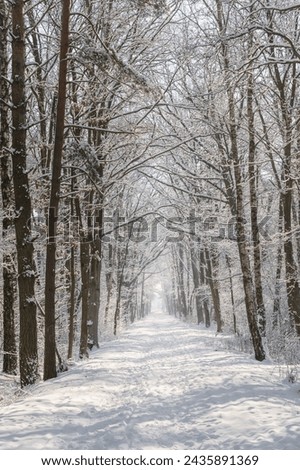 Similar – Image, Stock Photo Forest path in winter with mud and large puddles in which the trees are reflected