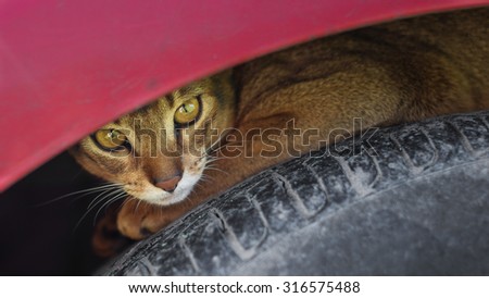 Homeless cat outdoors