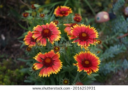 Similar – Image, Stock Photo Gaillardia is a genus of North American wildflowers in the sunflower family commonly known as blanketflowers (Cerman Kokardenblumen).  It  made its way to Europe and Australia. This is Gaillardia x grandiflora Burgunder