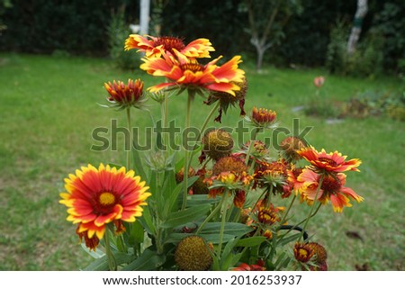 Similar – Image, Stock Photo Gaillardia is a genus of North American wildflowers in the sunflower family commonly known as blanketflowers (Cerman Kokardenblumen).  It  made its way to Europe and Australia. This is Gaillardia x grandiflora Burgunder