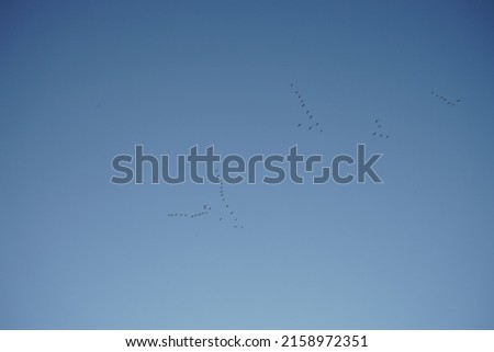 Similar – Image, Stock Photo migratory birds Berlin