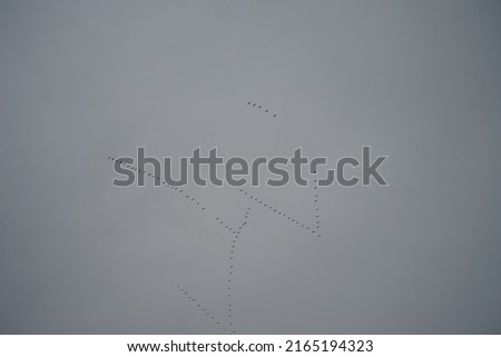 Similar – Image, Stock Photo migratory birds Berlin