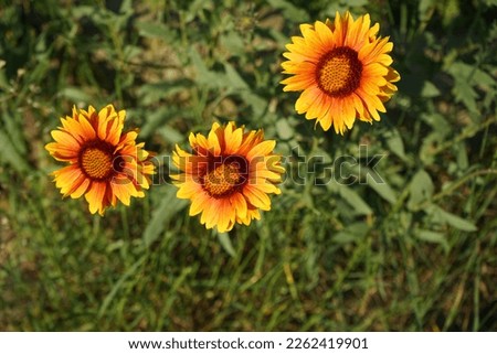 Similar – Image, Stock Photo Gaillardia is a genus of North American wildflowers in the sunflower family commonly known as blanketflowers (Cerman Kokardenblumen).  It  made its way to Europe and Australia. This is Gaillardia x grandiflora Burgunder