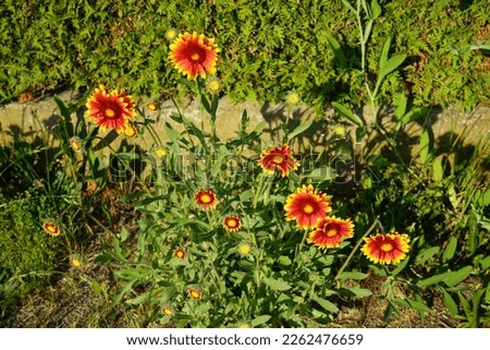 Similar – Image, Stock Photo Gaillardia is a genus of North American wildflowers in the sunflower family commonly known as blanketflowers (Cerman Kokardenblumen).  It  made its way to Europe and Australia. This is Gaillardia x grandiflora Burgunder