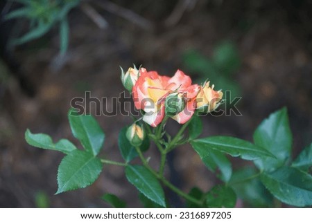 Similar – Image, Stock Photo A nostalgic hybrid of Chippendale tea rose. A beautiful bud of yellow-pink roses in the summer garden. Rose garden.