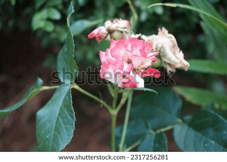 Similar – Image, Stock Photo A nostalgic hybrid of Chippendale tea rose. A beautiful bud of yellow-pink roses in the summer garden. Rose garden.