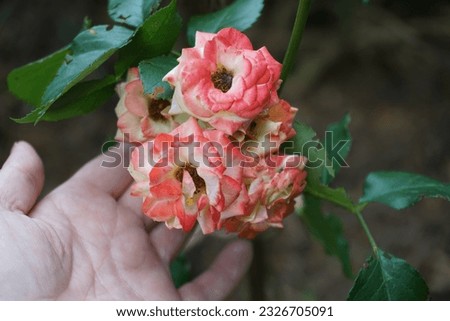 Similar – Image, Stock Photo A nostalgic hybrid of Chippendale tea rose. A beautiful bud of yellow-pink roses in the summer garden. Rose garden.