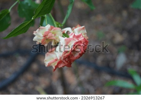 Similar – Image, Stock Photo A nostalgic hybrid of Chippendale tea rose. A beautiful bud of yellow-pink roses in the summer garden. Rose garden.