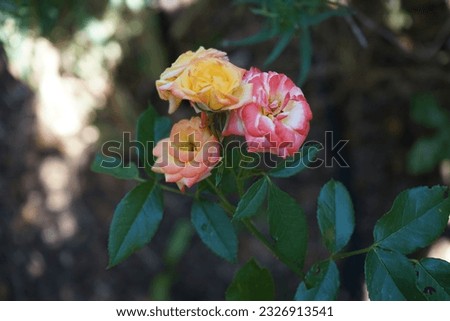 Similar – Image, Stock Photo A nostalgic hybrid of Chippendale tea rose. A beautiful bud of yellow-pink roses in the summer garden. Rose garden.