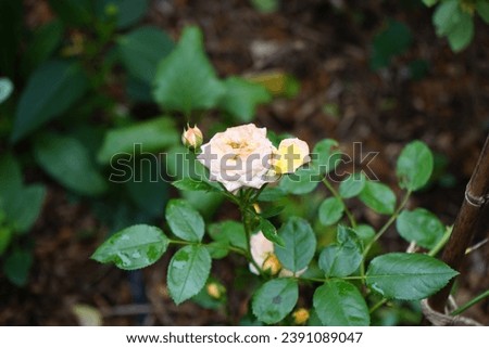 Similar – Image, Stock Photo A nostalgic hybrid of Chippendale tea rose. A beautiful bud of yellow-pink roses in the summer garden. Rose garden.