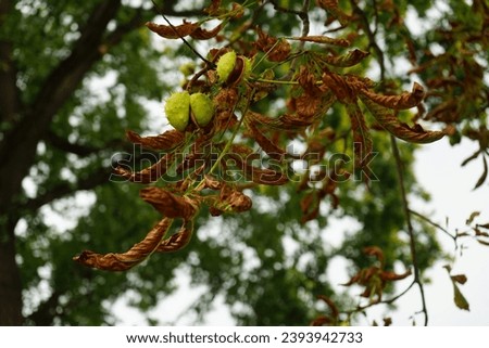 Aesculus hippocastanum with fruits grows in September. Aesculus hippocastanum, the horse chestnut, is a species of flowering plant in the soapberry and lychee family Sapindaceae. Berlin, Germany Foto stock © 