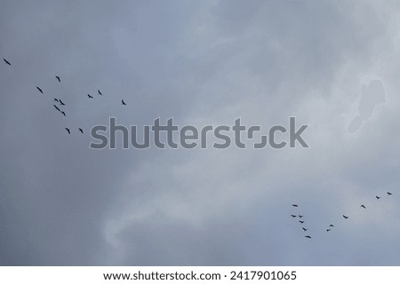 Similar – Image, Stock Photo migratory birds Berlin