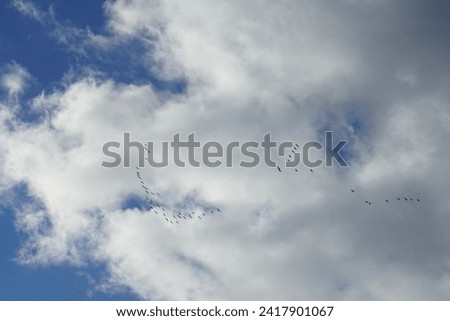 Similar – Image, Stock Photo migratory birds Berlin