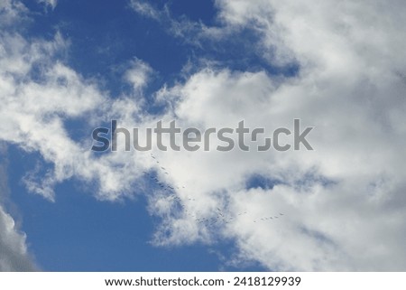 Similar – Image, Stock Photo migratory birds Berlin