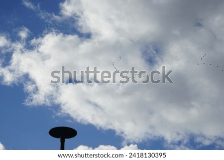 Similar – Image, Stock Photo migratory birds Berlin